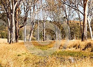 Rural Australia countryside water hole gum trees