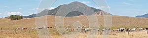 Rural Australia panorama landscape cattle country