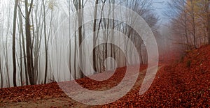 Rural autumn path