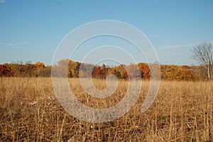 Rural autumn prairie with colorful fall trees backdrop