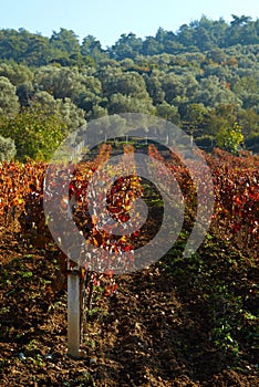 Rural autumn vineyard