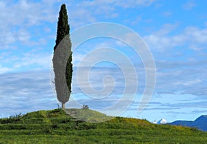 Rural background. A single cypress on top of a small hill with a cloudy blue sky