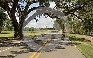 Rural Backroads Deep South Ancient Trees Louisiana USA