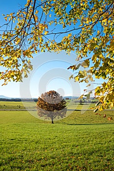 Rural bavarian landscape in autumn, pasture with tree and branches