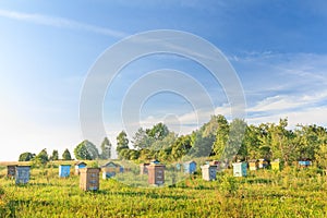 Rural bee-garden with several hives