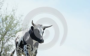 Spotted Corriente cow with horns in Texas field photo