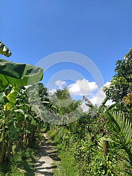 Rural Bengal nature Chitholia Parshuram