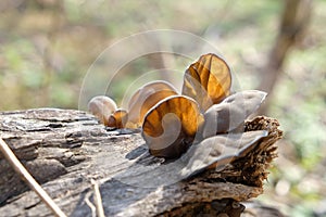 Rural Botany tree Dead wood Fungi fungus