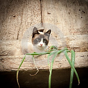 Rural cat