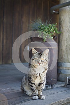 Rural Cat on Porch