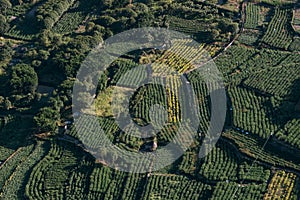 Rural Chinese Mountain Villages and Terraced Tea Fields, Yandang Mountain, Zhejiang Province, China