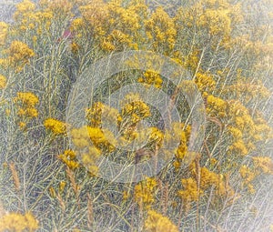 Rural Colorado Wild Flower, Soft and Dreamy