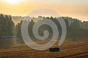 Rural colorful foggy landscape at sunrise. Harvested agricultural wheat field with straw bales and foggy forest behind it