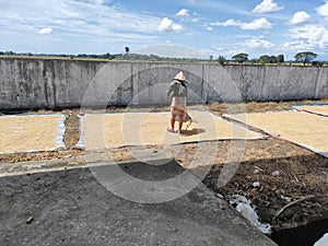 Rural communities are drying grain in the traditional scorching sun