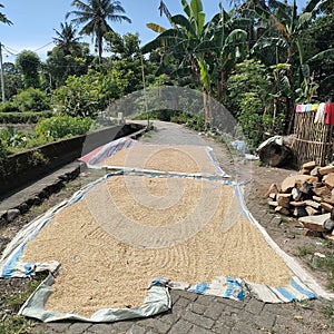 Rural communities are drying grain in the traditional scorching sun