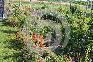 rural cottage garden in hot summer day of july