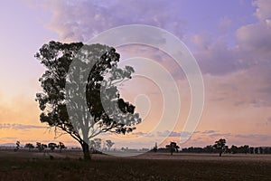 Rural country beef grazing land at dawn in Gunnedah, New South Wales, Australia.