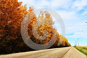 Rural Country Dirt Road in Late Autumn