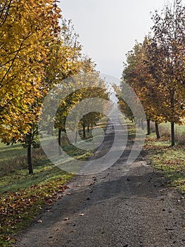 Rural country road, alley with autumn colored yellow maple trees. Sunlight, shadows, fog and mist. Romantic autumn scene