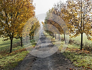 Rural country road, alley with autumn colored yellow maple trees. Sunlight, shadows, fog and mist. Romantic autumn scene