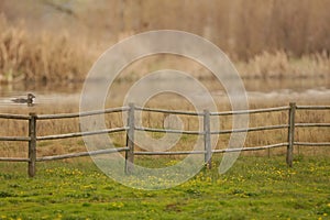 A rural country scene with a wooden fence, green grass, yellow wildflowers, a duck swimming and a blurred background.