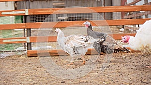 Rural countryside landscape with broad breasted domestic turkey.