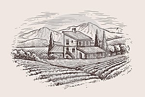Rural countryside landscape with farm house and vineyard. Vector illustration landscape nature with agrarian fields