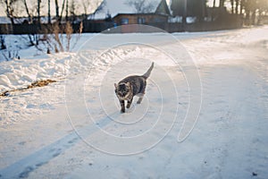 Rural countryside landscape and grey cat walking