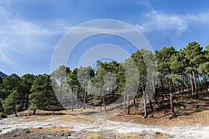 Rural countryside with pines