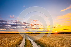 Rural Countryside Road Through Wheat Field Landscape. Yellow Barley Field In Summer