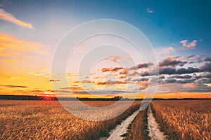 Rural Countryside Road Through Wheat Field Landscape. Yellow Barley Field In Summer. Harvest Season