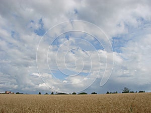 Rural Countryside Road Through Wheat Field. Yellow Barley Field In Summer. Agricultural Season, Harvest Time. Colorful Dramatic