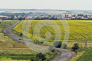 Rural countryside road between yellow sunflower fields and small