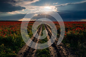 Rural dirt muddy road passing through a field of poppies