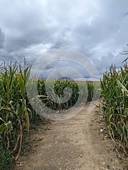 Rural dirt path winding its way through an expansive cornfield, with a backdrop of grey storm clouds