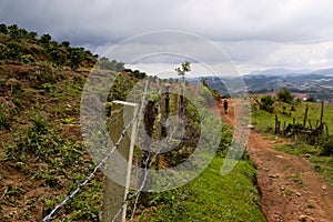 Rural dirt road along Vietnamese coffee plantations