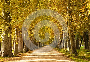 A rural dirt road in the autumn forest, symmetrical trees, yellow leaves