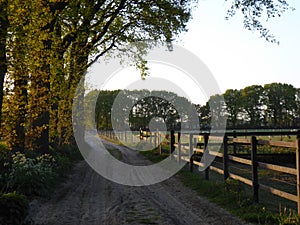 A rural dirt road in ede the netherlands in the sunset. On both sides are fields and forests.