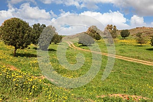 The rural dirt road, field and trees