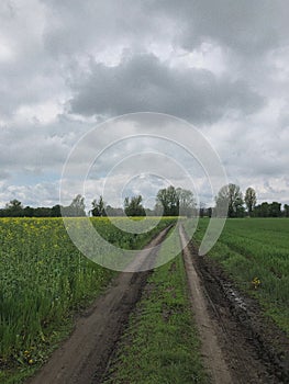 Rural dirt road through a green field with yellow flowers and cloudy sky