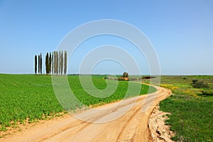 Rural dirt road between green fields