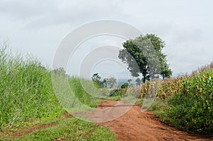 Rural dirt road and green meadow on long way