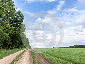 Rural dirt road, green wheat agriculture field