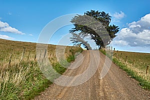 Rural dirt road through New Zealand farms