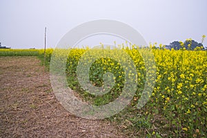 Rural dirt road through the rapeseed field with the blue sky background