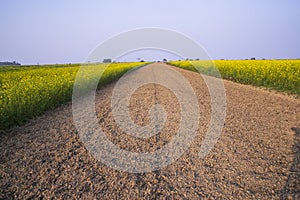 Rural dirt road through the rapeseed field with the blue sky background