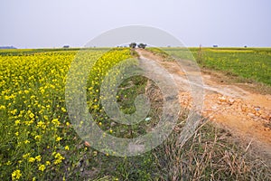 Rural dirt road through the rapeseed field with the blue sky background