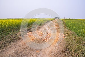 Rural dirt road through the rapeseed field with the blue sky background