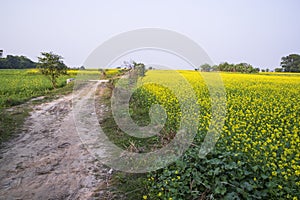 Rural dirt road through the rapeseed field with the blue sky background