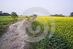 Rural dirt road through the rapeseed field with the blue sky background